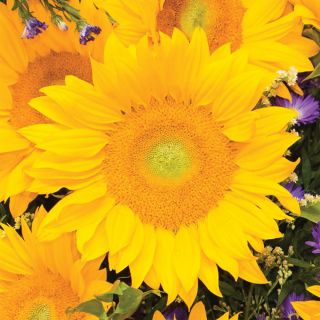 Vincents Fresh Sunflower Thumbnail